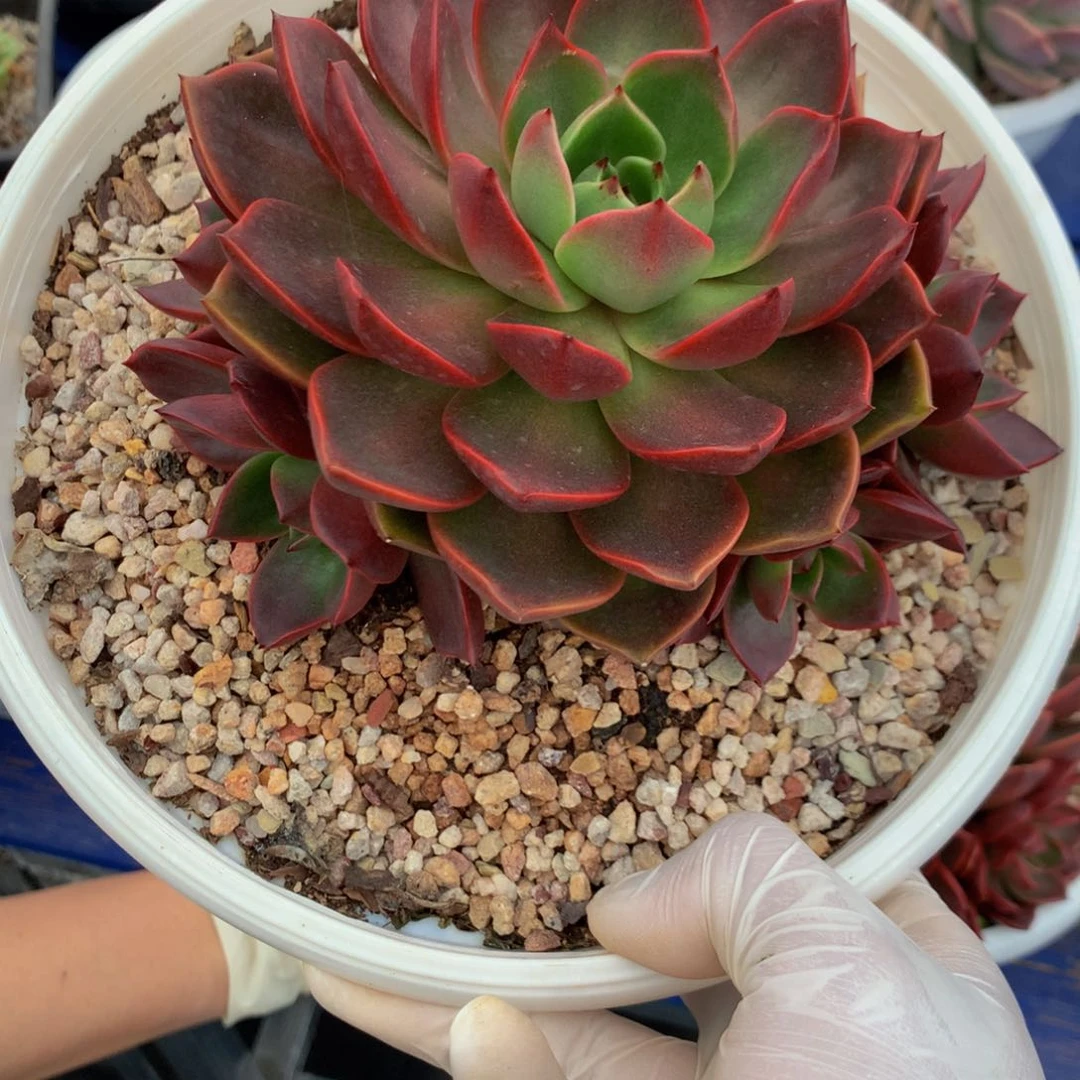 多*?杂交00000000000