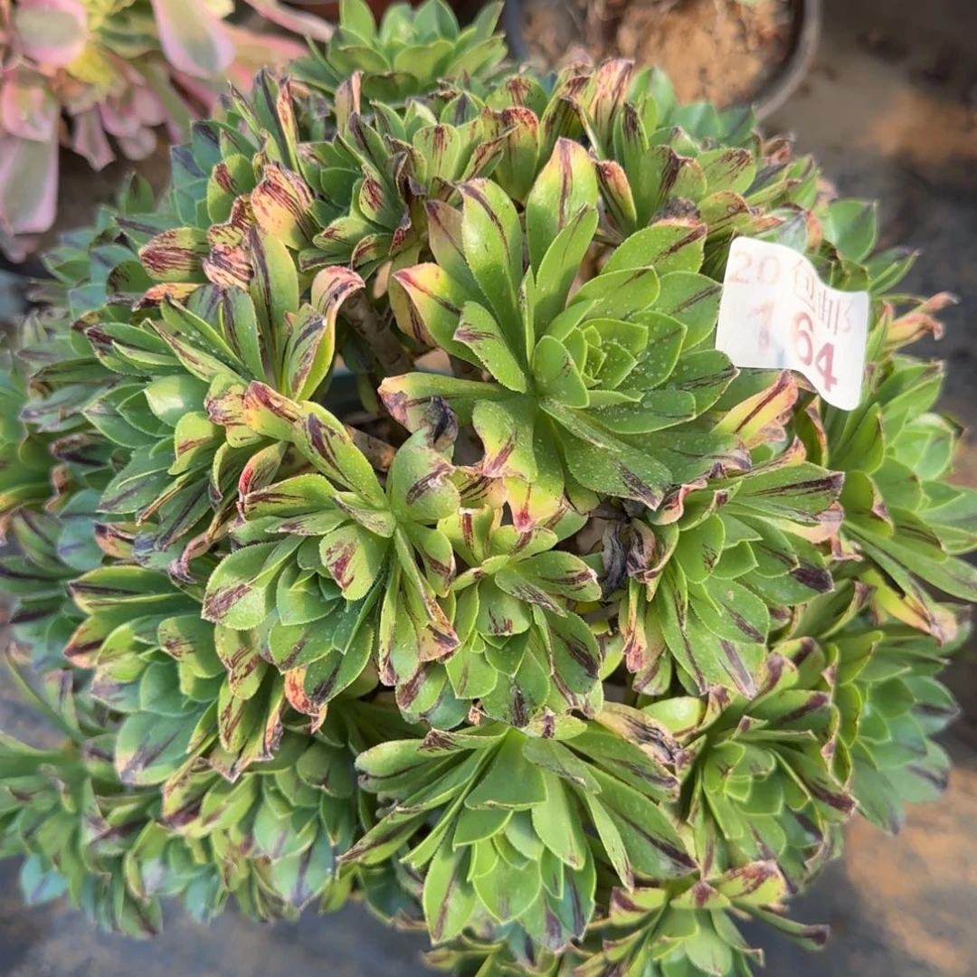 碧164满20包邮断枝不包