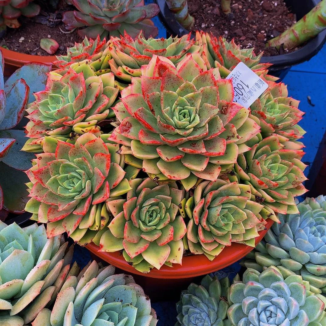 用***静   贝拉多肉16059