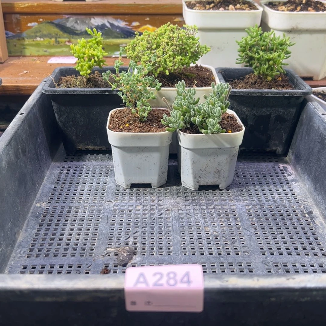 枝干番杏多肉植物284安