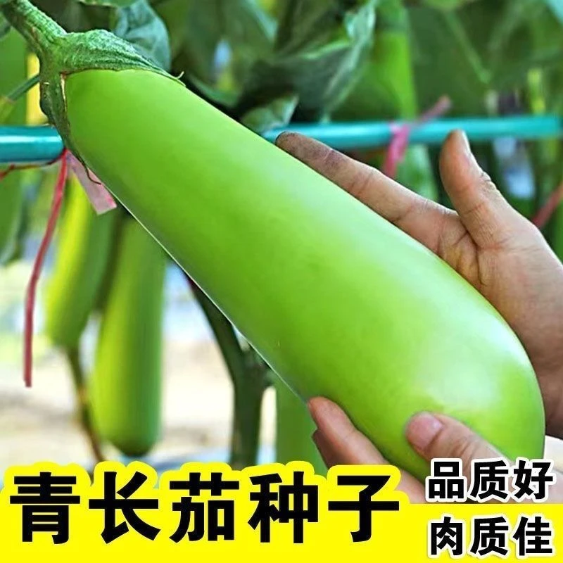 青长茄种子高产绿茄子绿把长茄子种子四季播种农家绿皮春