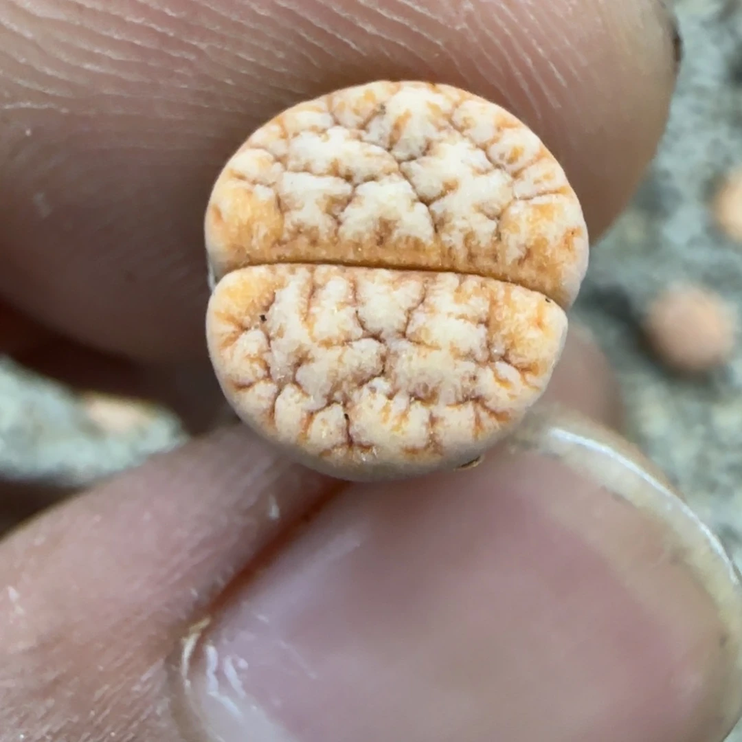 109 生石花大棚直播