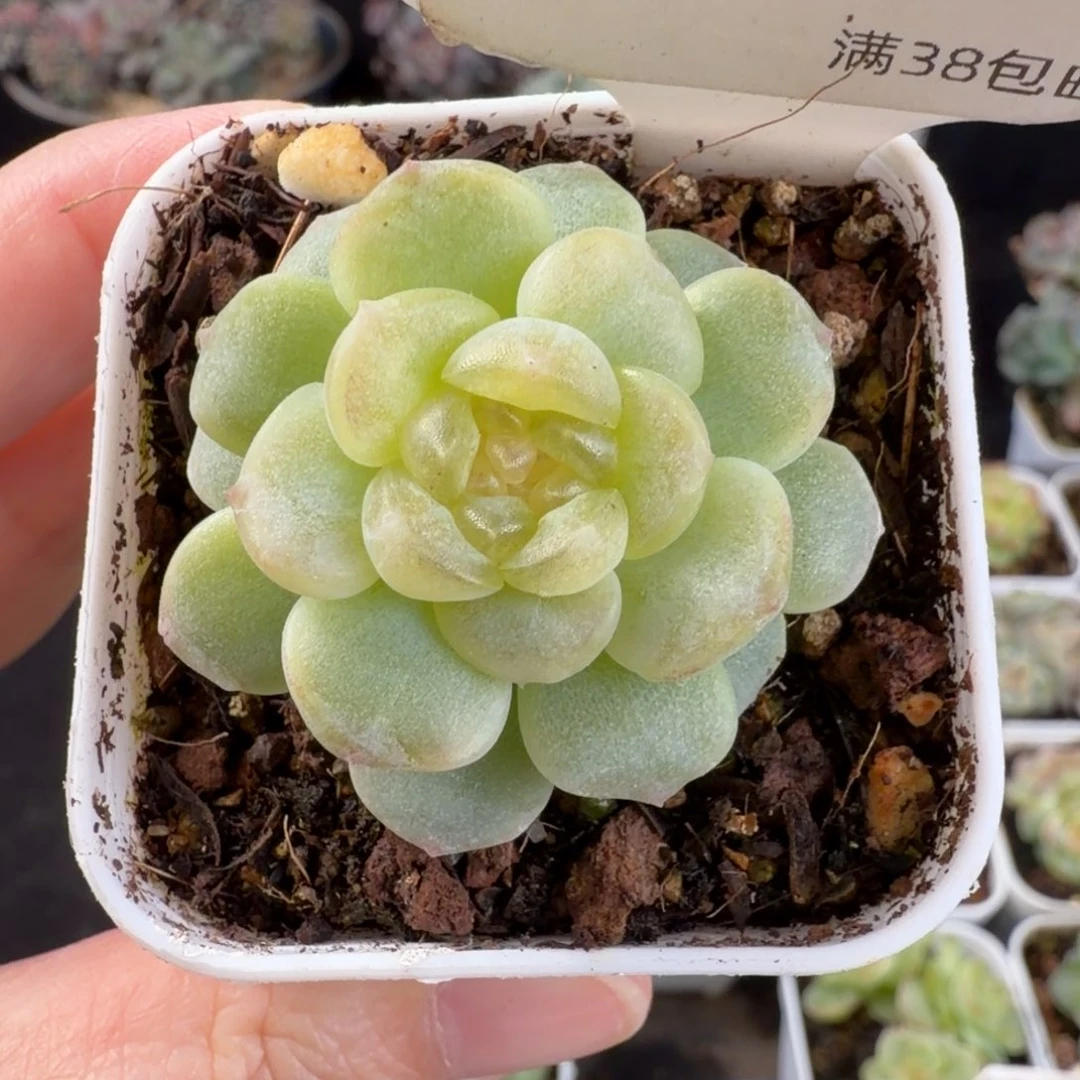 无尽灯单头福利5号