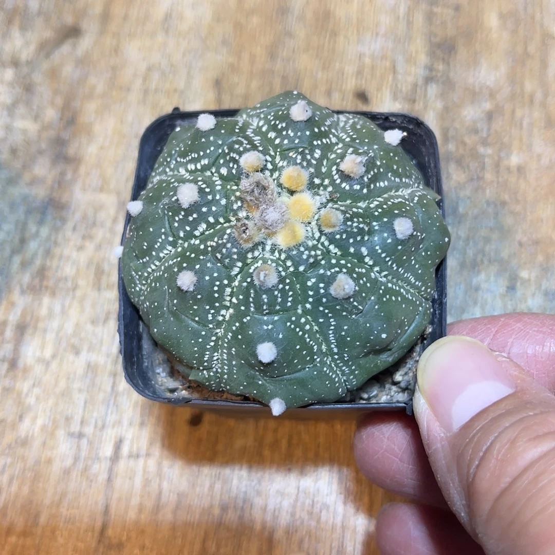 实生雪花龟甲兜一物一拍下单包邮