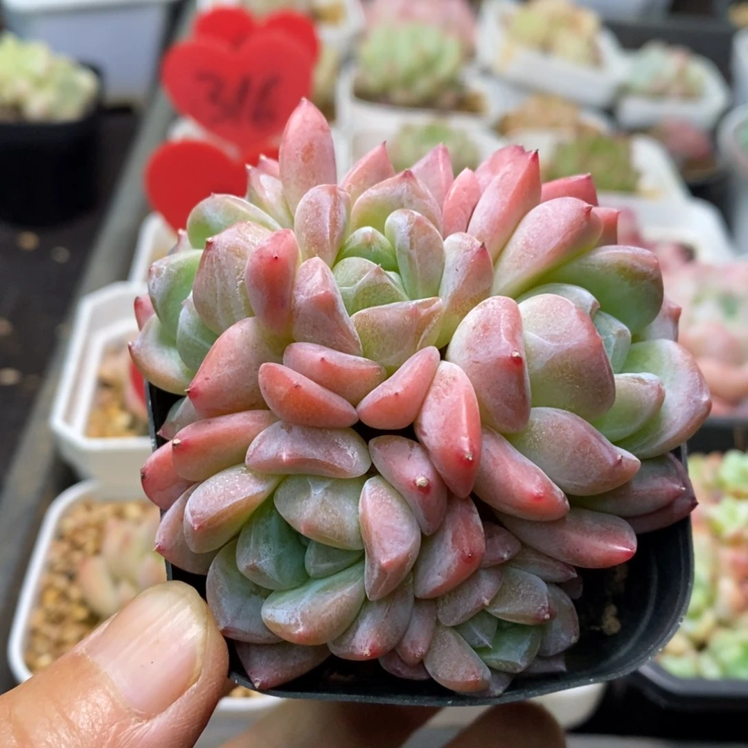 精品多肉一物一拍不包整91