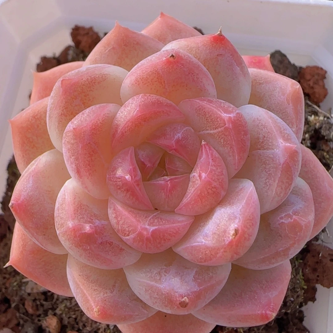 白桃汽水精控一物一拍