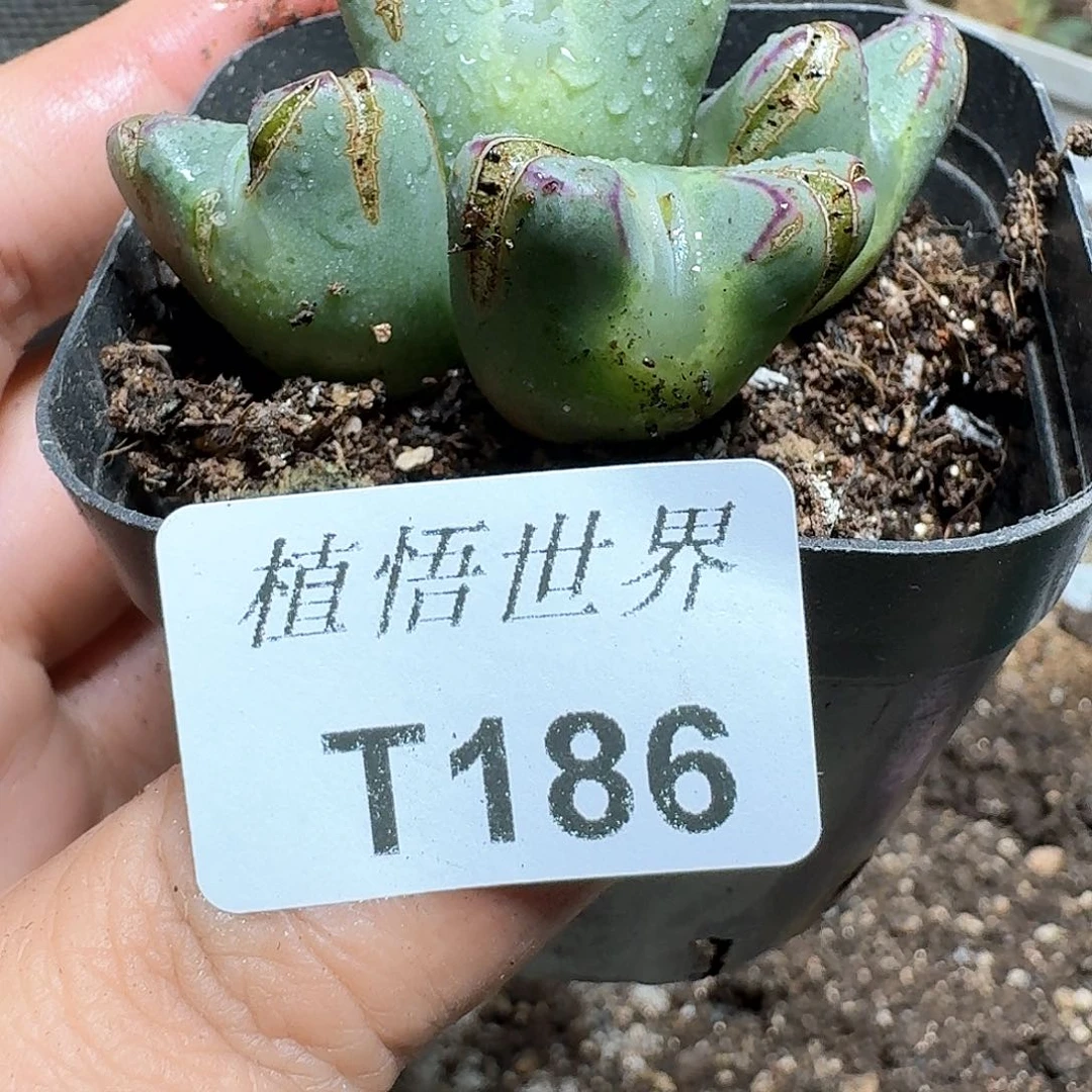 186号多肉植物哇f v