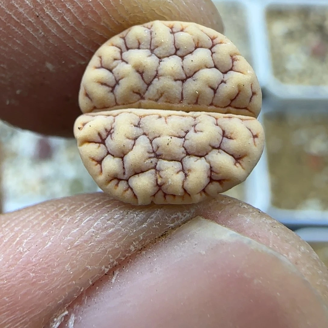 462 生石花大棚直播