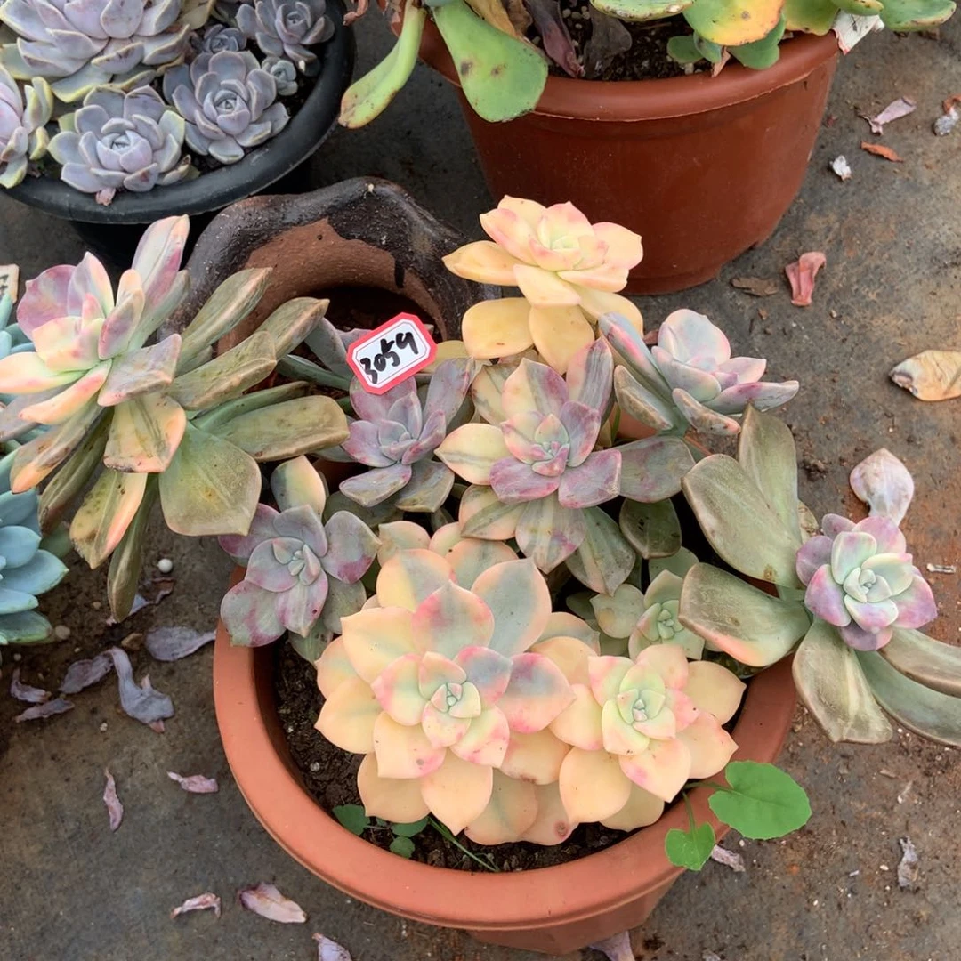 紫乐锦3059晓晓一物一拍