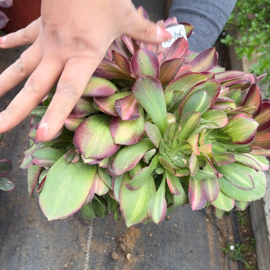 105流星雨多肉多肉多肉