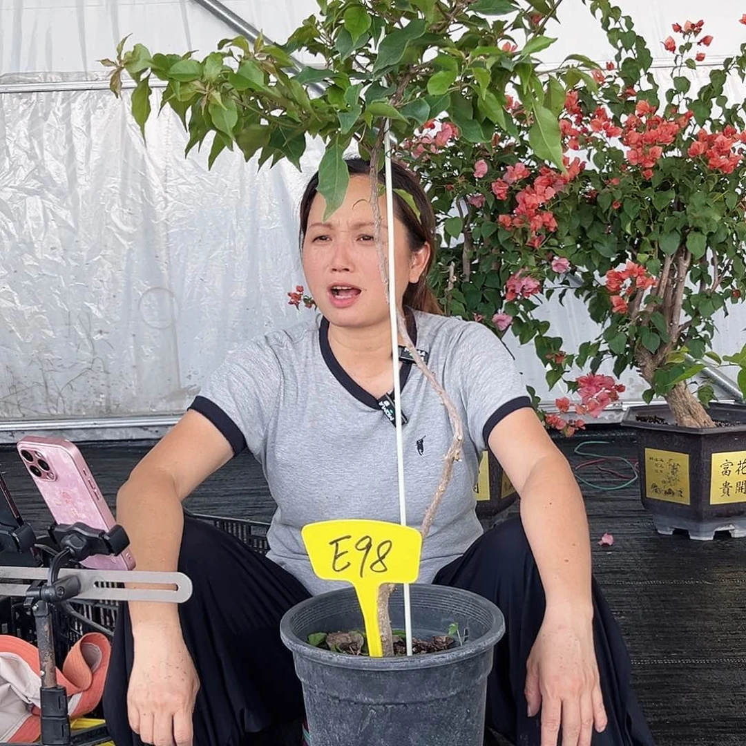 当前无花栽培后可以开花诺**宝红桑巴E98
