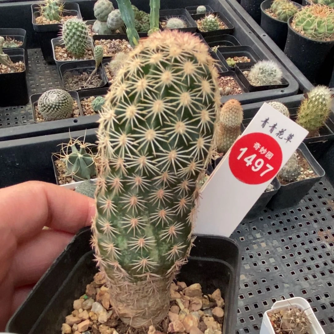 实生皇冠虾一棵仙人球