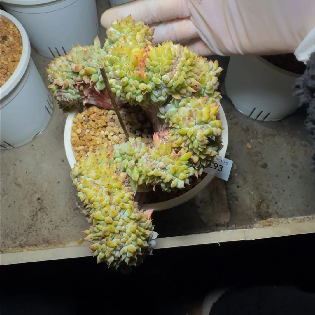 七*c c c c c c c 93