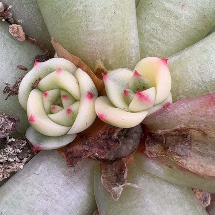 斗牛士锦底座一物一拍