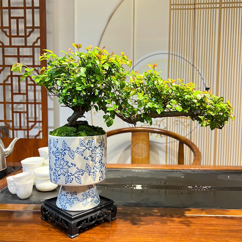 老桩悬崖雀梅生活雀实很美好室内玄关办公室好养绿植