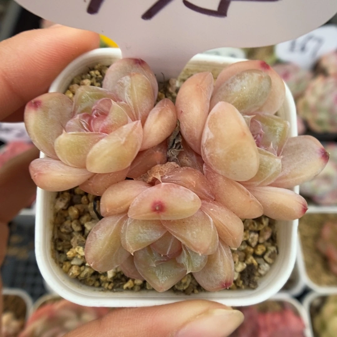 粉钻珍妮群生775号