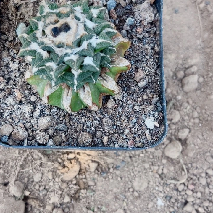 B****e落地发货仙人球开花