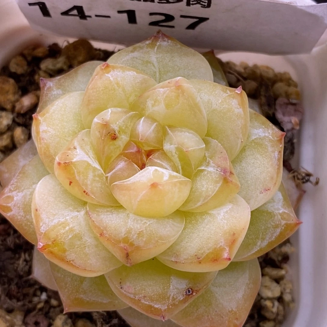 【闪购商品】14-127