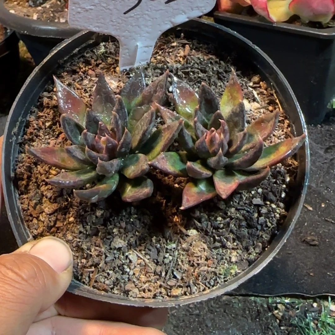 黑骑士302一物一拍包装收缩花旱
