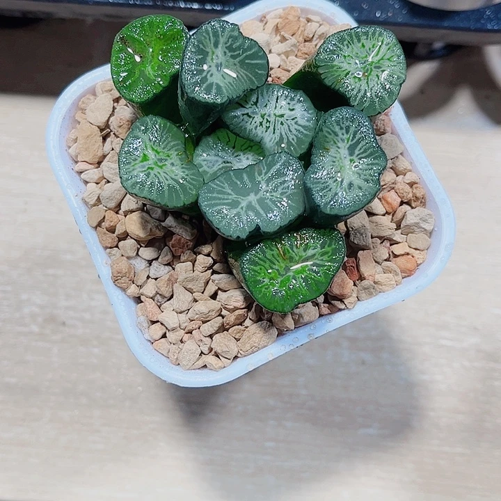 翡翠龙万象精品十二卷