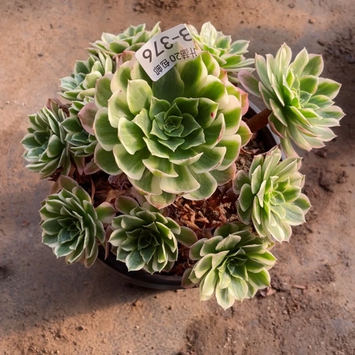 376海王多肉12345789