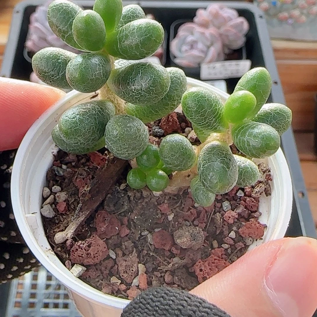 多肉0803-23绿龟之卵