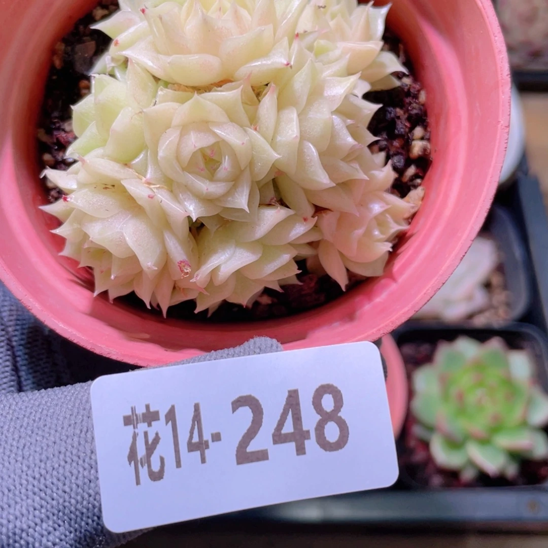 花利美14-248麦秆