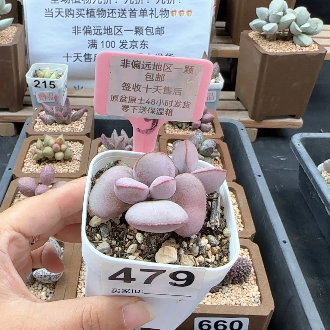 薇*479白肌红蛋多肉植物
