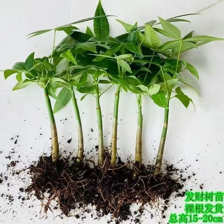 五福原财树发财树水养水培单杆正宗室内外绿植盆栽招财四季