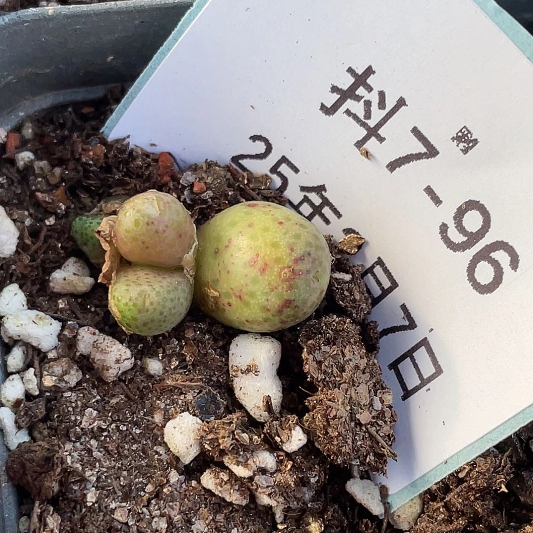 7-96斑马多肉植物