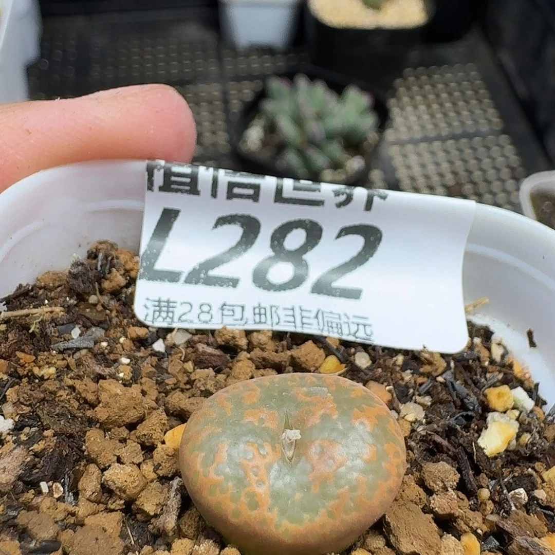 多肉植物的人生fgb