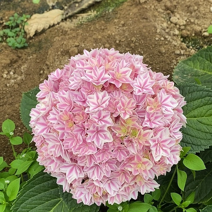 加购80号绣球/有色差介意勿拍/3单冷链包邮/偏远补运费发德邦