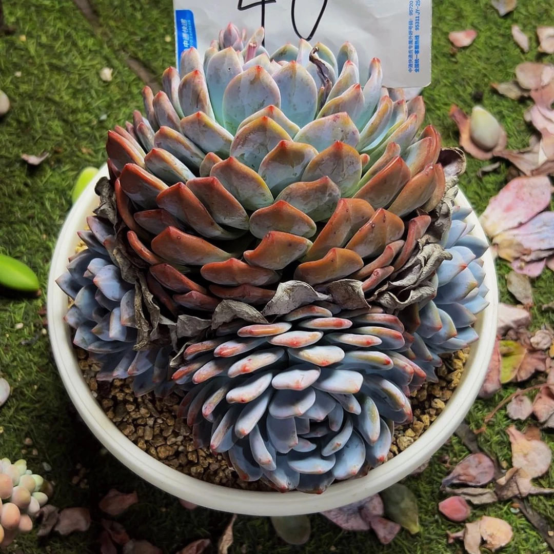 40号一物一拍脱土包邮