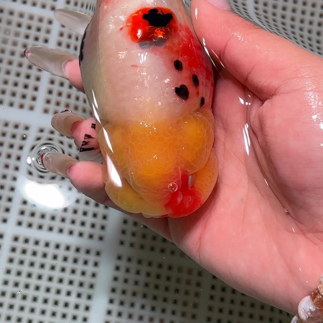 人***者金鱼小歪嘴拍包装包邮不拍包装运费到付