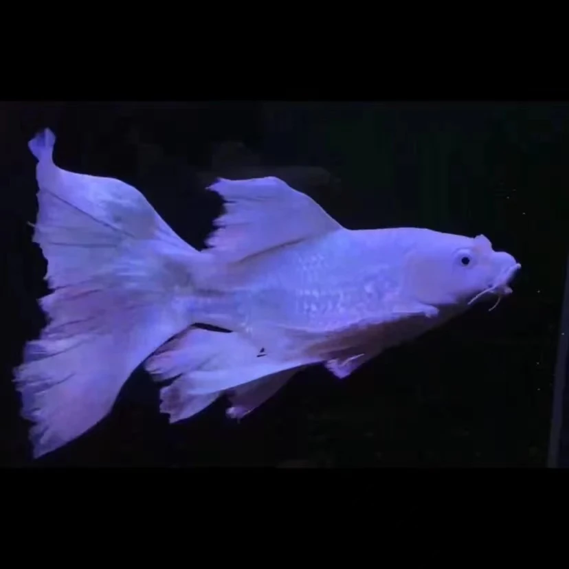 精品渔场18-20蝴蝶鲤鱼好养混养蝴蝶鲤观赏鱼