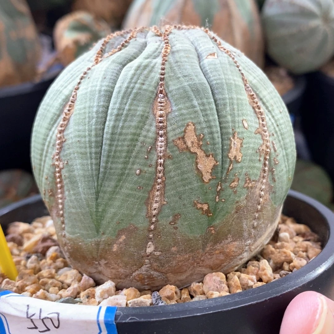 36布纹球精品一物一拍