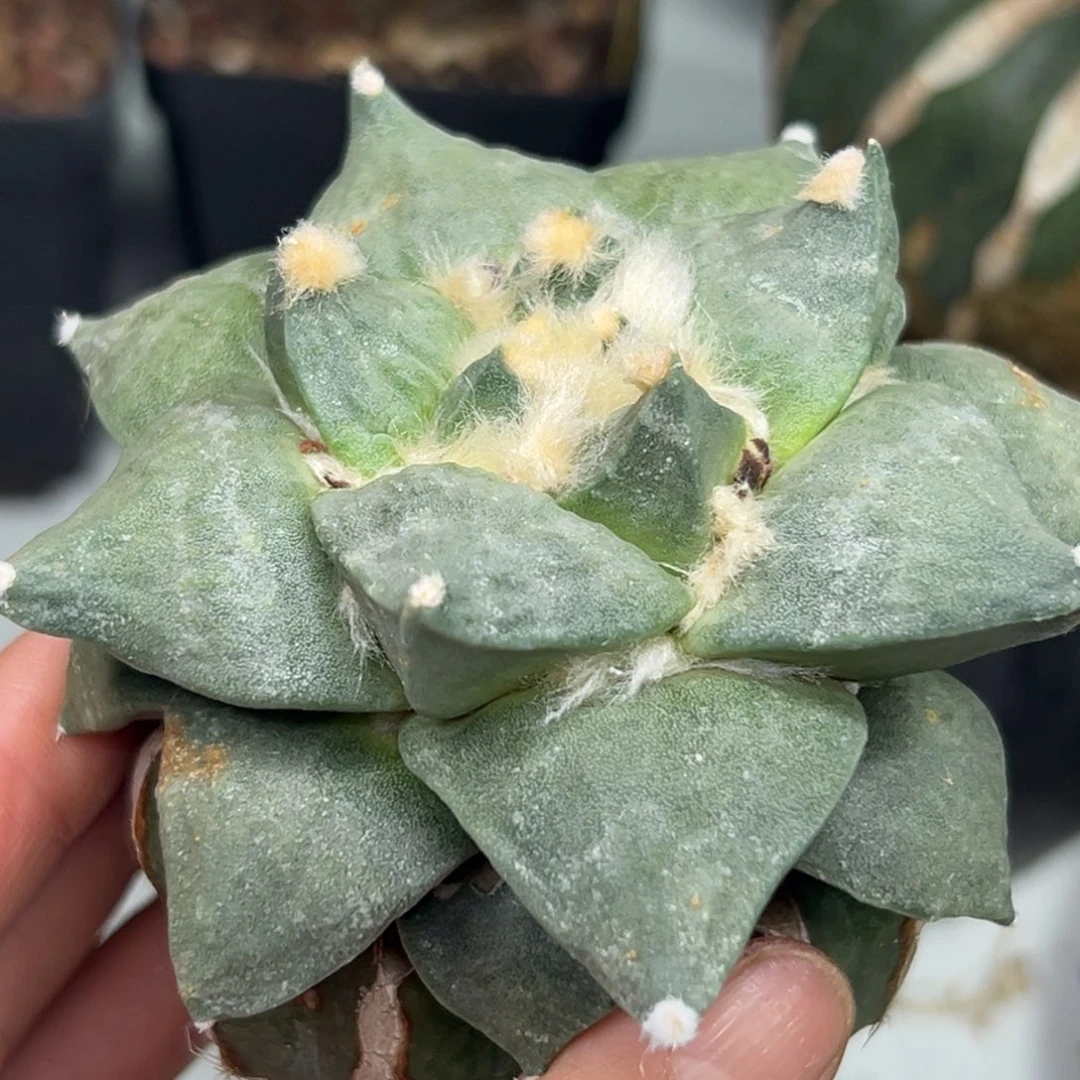 342 仙人球去了一