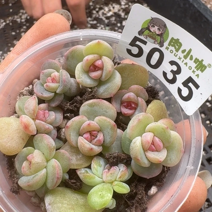 多肉植物多肉植物