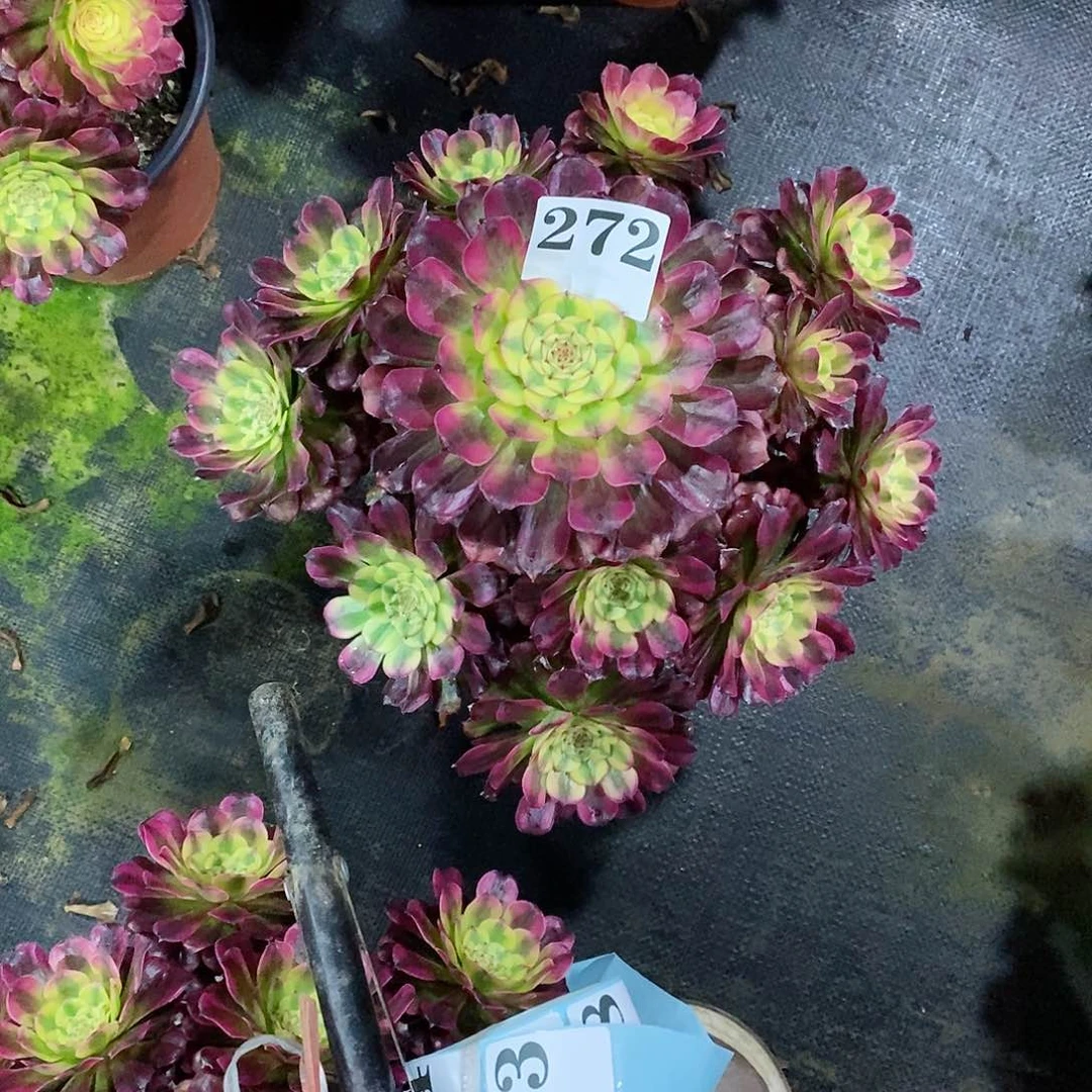 蒋*红维娜斯272多肉法师植物