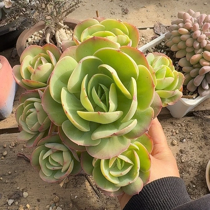 手捧碧桃多肉植物的