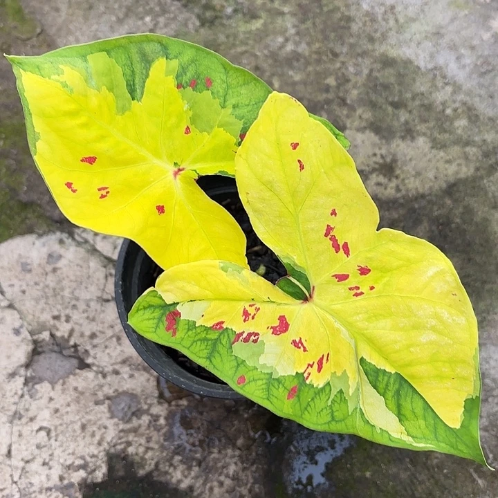 63-0103Happiness广东现货