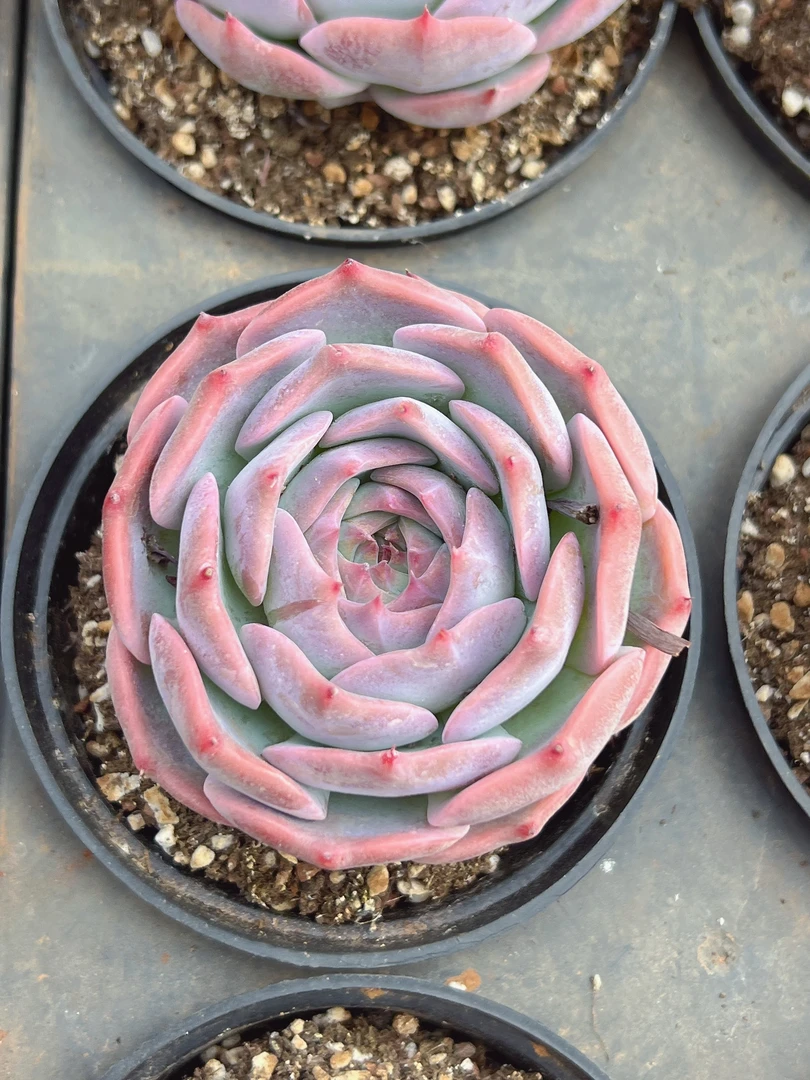 皮卡丘大单头（5-7cm）脱土