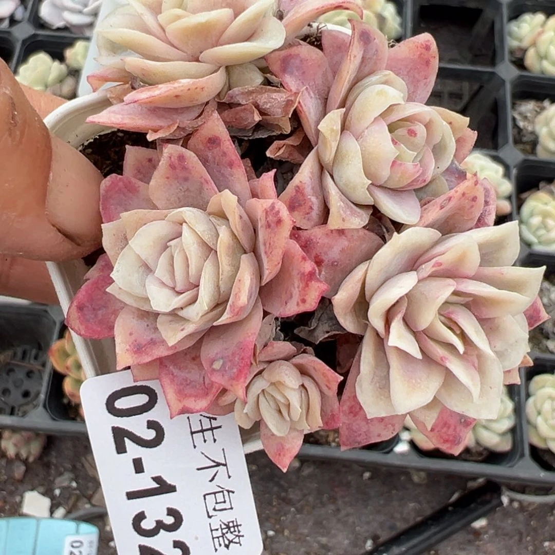 小卡拉米糖心一物一拍2-132