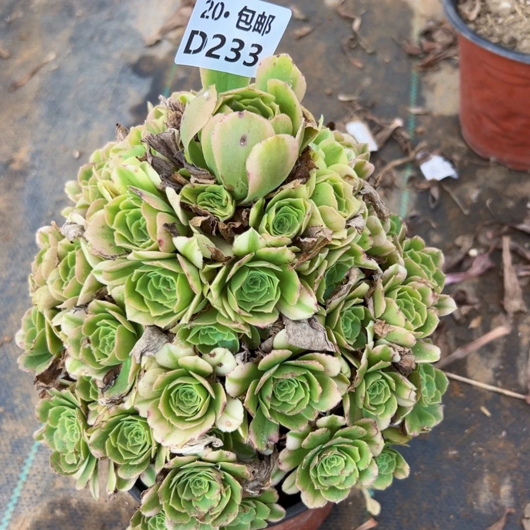 233新尼亚，多肉法师