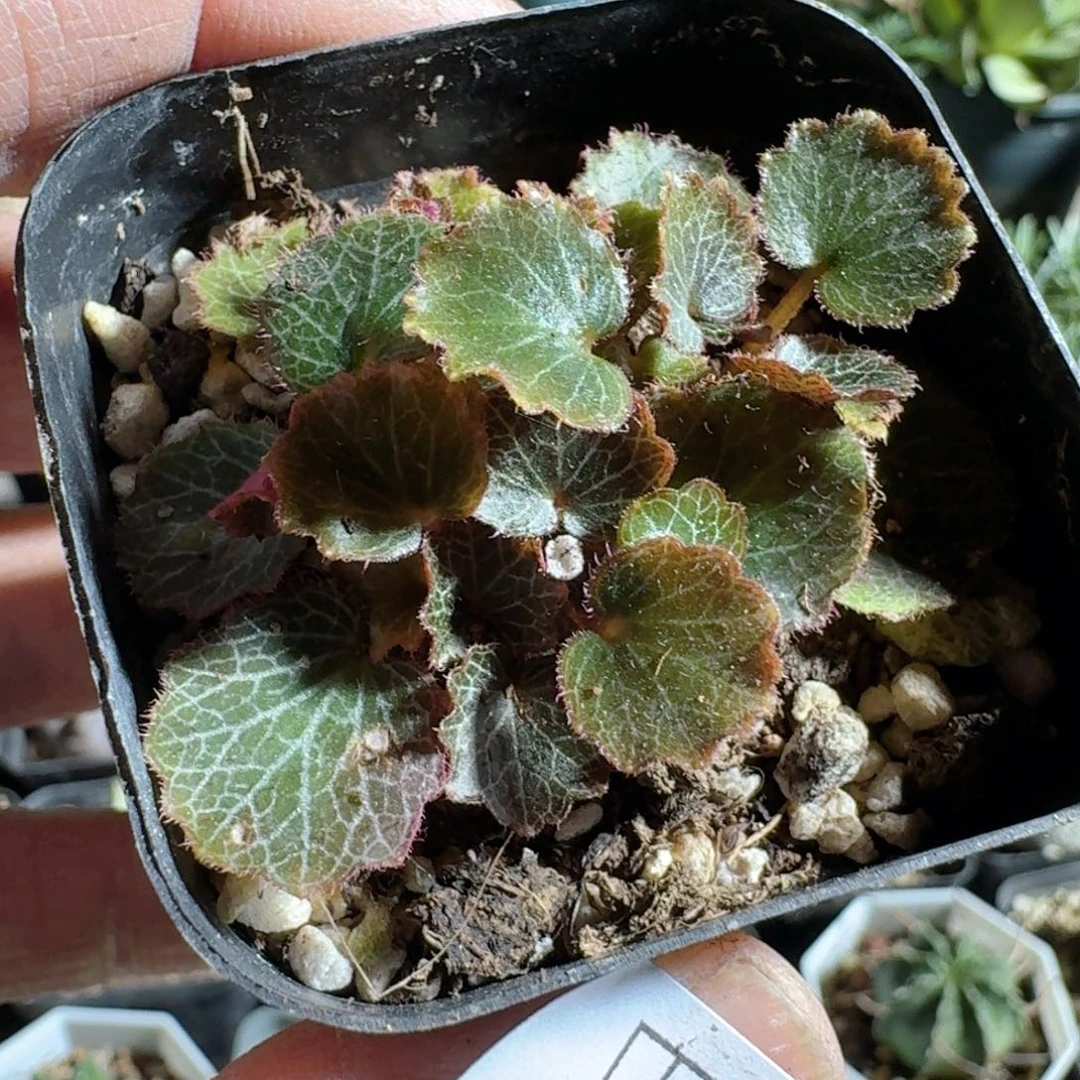 697姬虎耳草带盆发货的