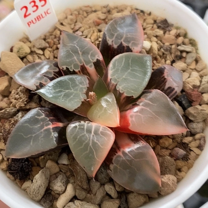 235火凤凰克锦一物一拍