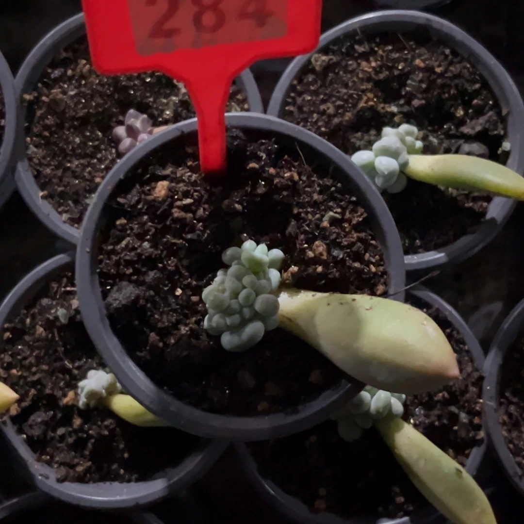 黑****呢多肉植物哥特缀化284