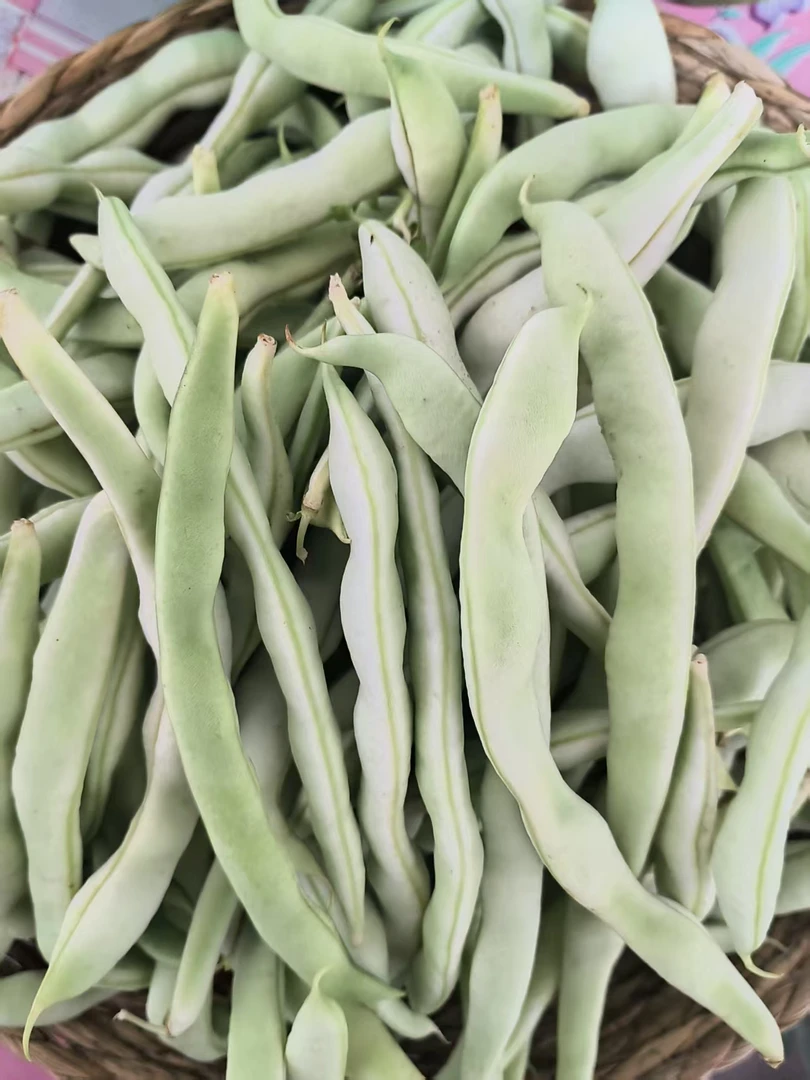 东北新鲜现摘白不老豆角肉嘟嘟脆嫩豆角白芸豆白豆角