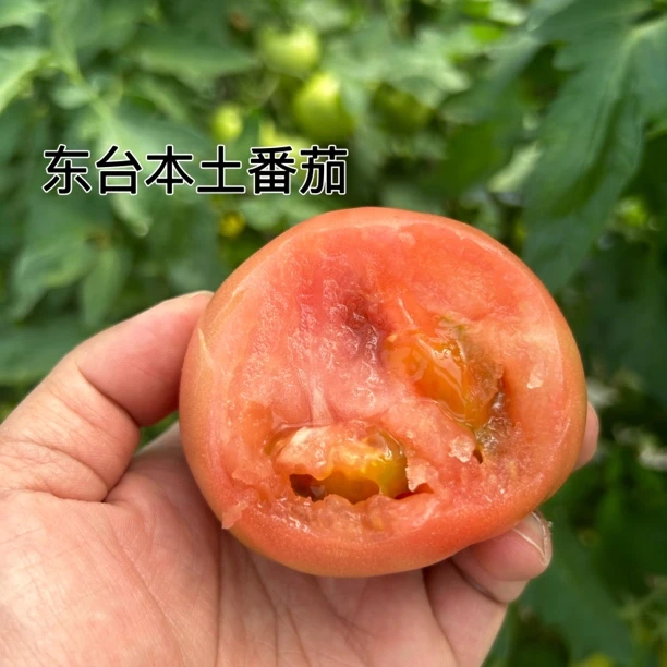 顺丰包邮东台新鲜西红柿水果大番茄 沙瓤西红柿生吃新鲜自然熟