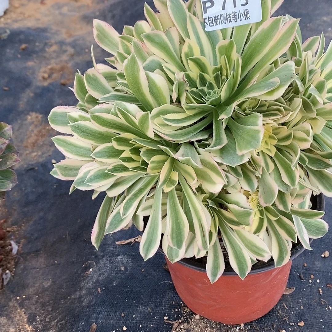 715艳凝老桩多肉法师锦